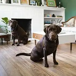 Cachorros Para Apartamento
